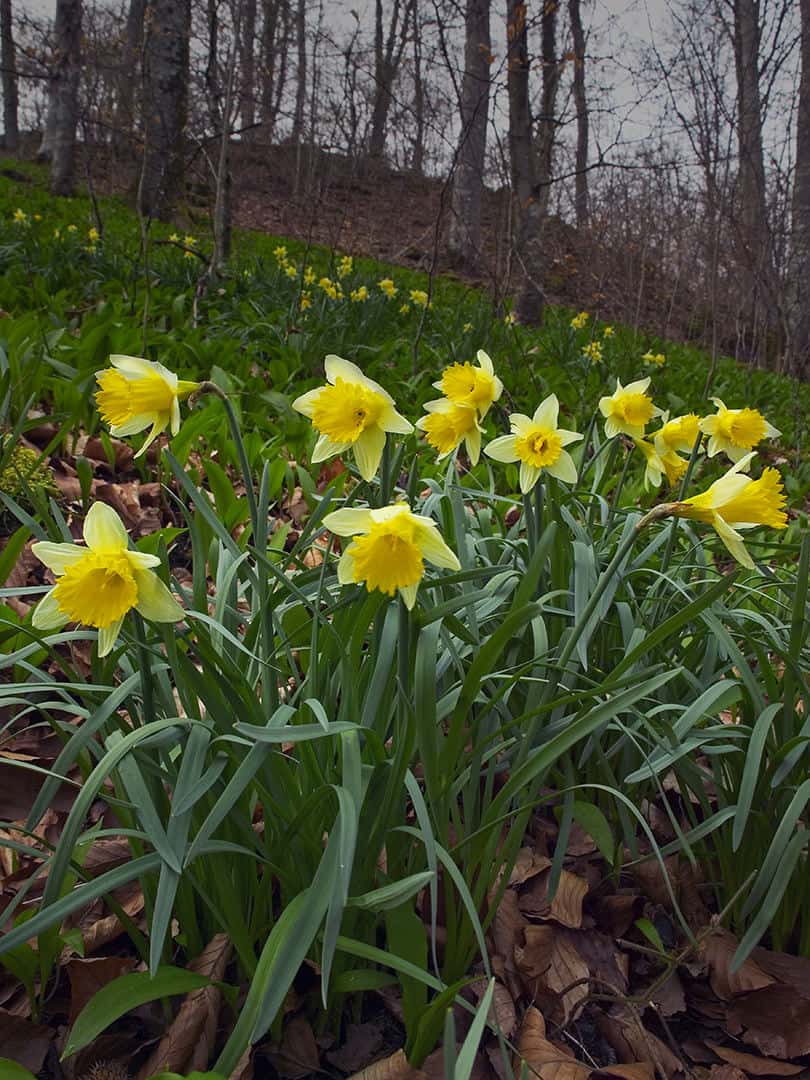 Wilde Narcissen, Narcissus pseudonarcissus