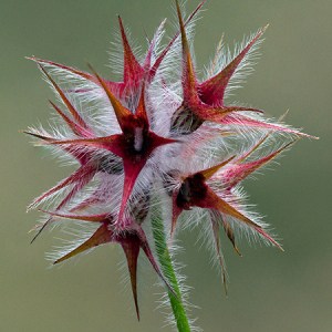 Sterklaver, Trifolium stellatum