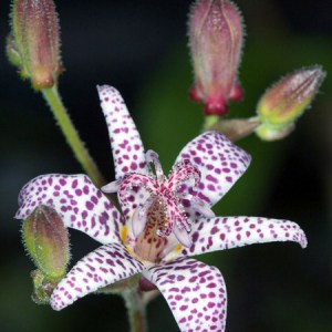 Armeluis-orchidee, Tricyrtus hirta