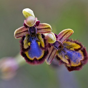 Spiegelorchis, Ophrys speculum