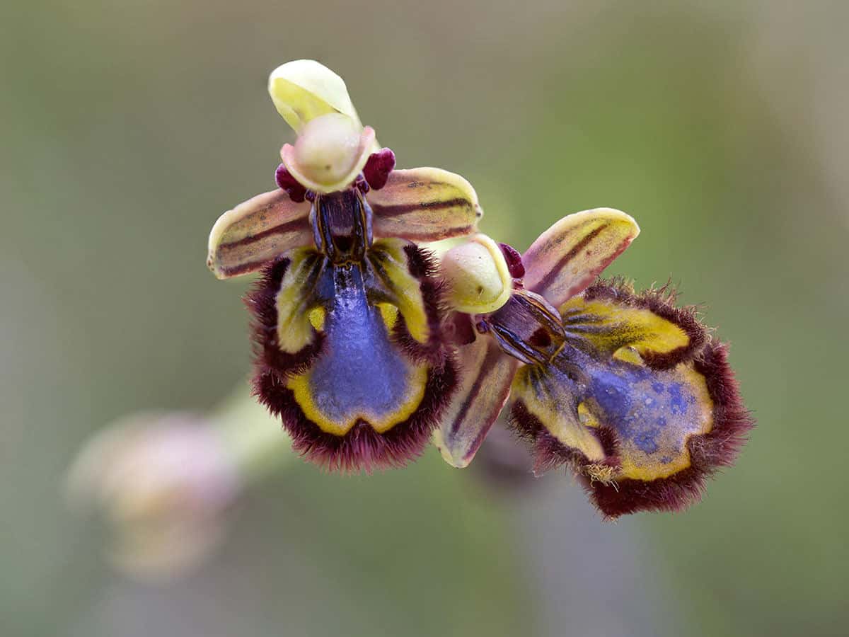 Spiegelorchis, Ophrys speculum