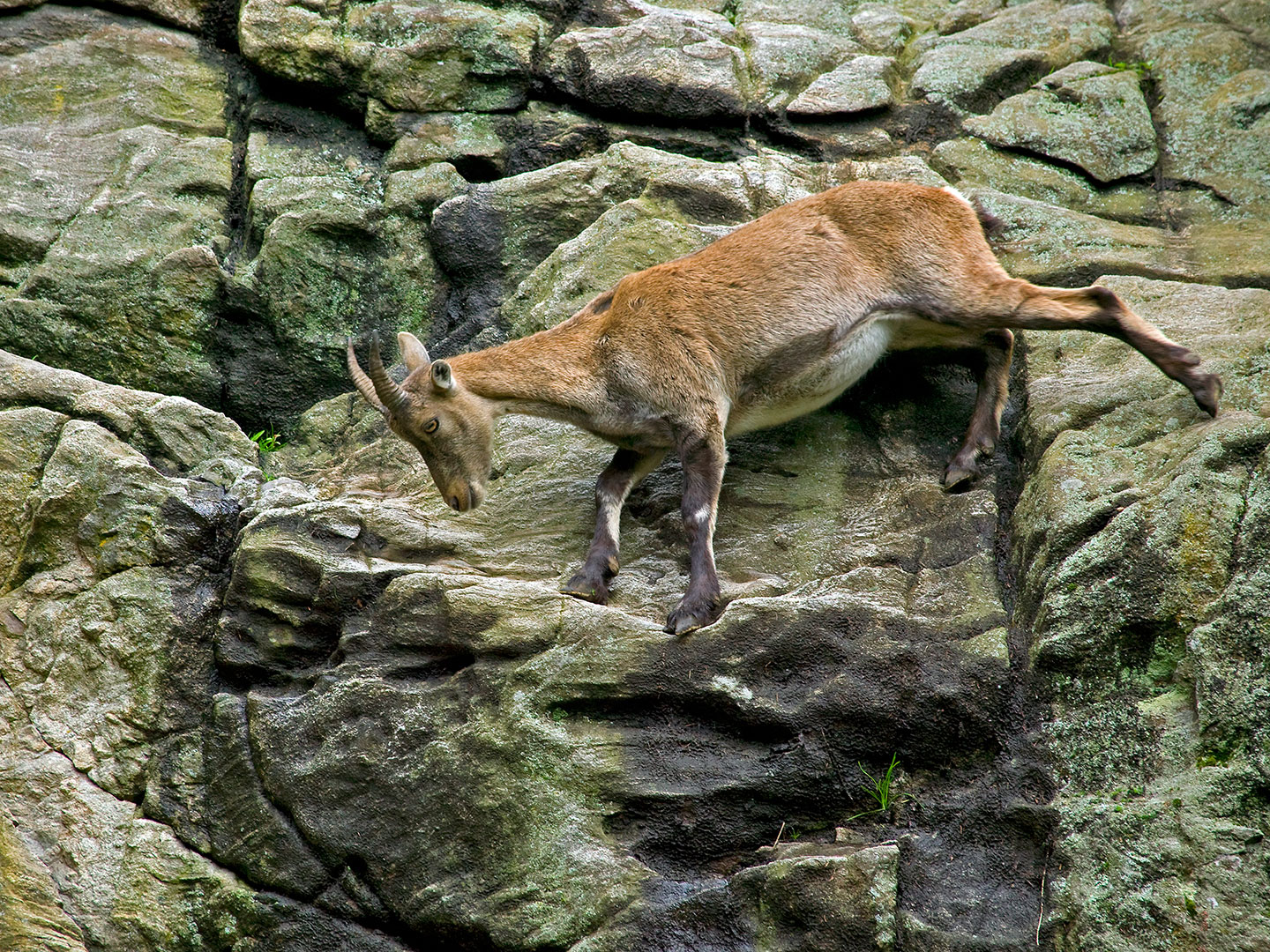 Steenbok, (Capra ibex)