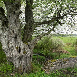 Oude Haagbeuk, Carpinus betulus, lente