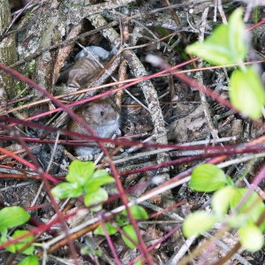 Rosse woelmuis, (Myodes glareolus)
