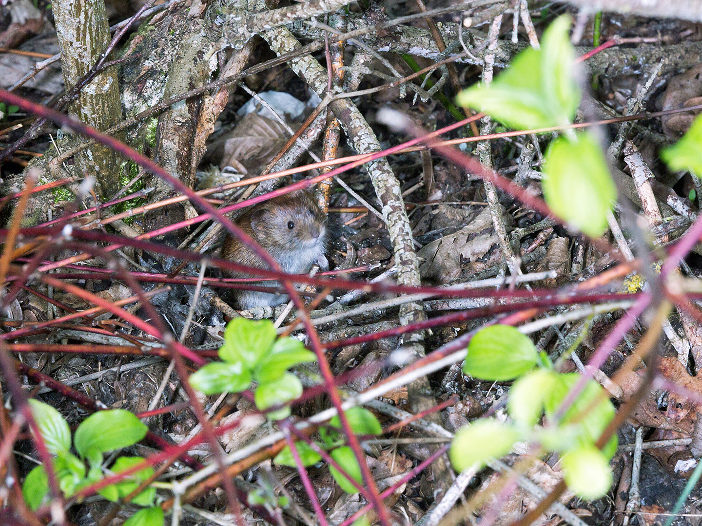 Rosse woelmuis, (Myodes glareolus)