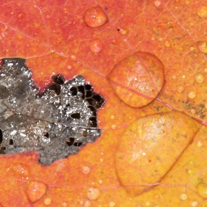 Waterdruppels op herfstblad.