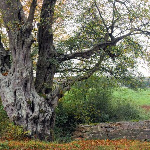 Oude Haagbeuk, Carpinus betulus, herfst
