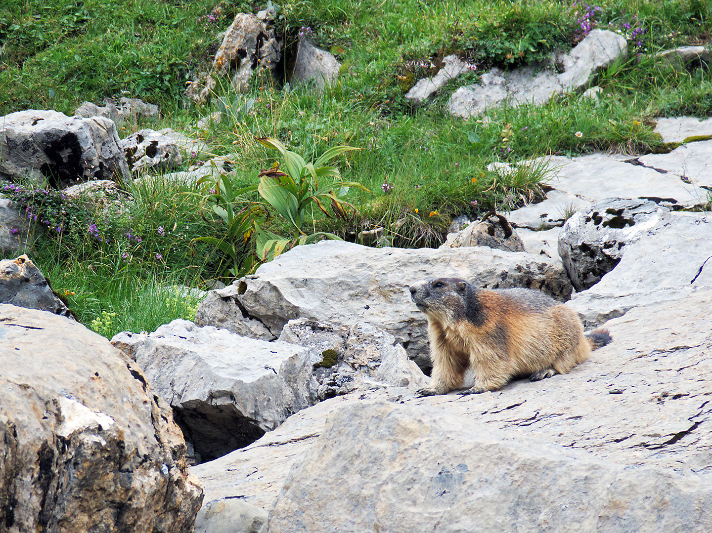 Alpenmarmot (Marmota marmota)