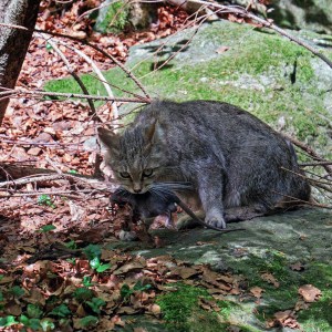 Wilde kat (Felis sylvestris)