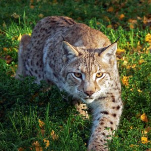 Lynx (Lynx lynx)
