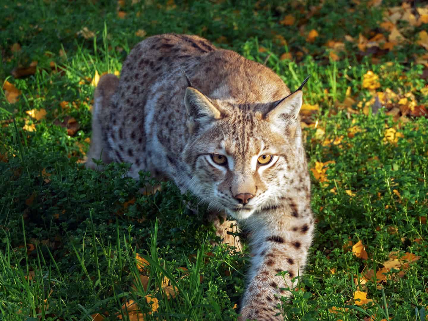 Lynx (Lynx lynx)