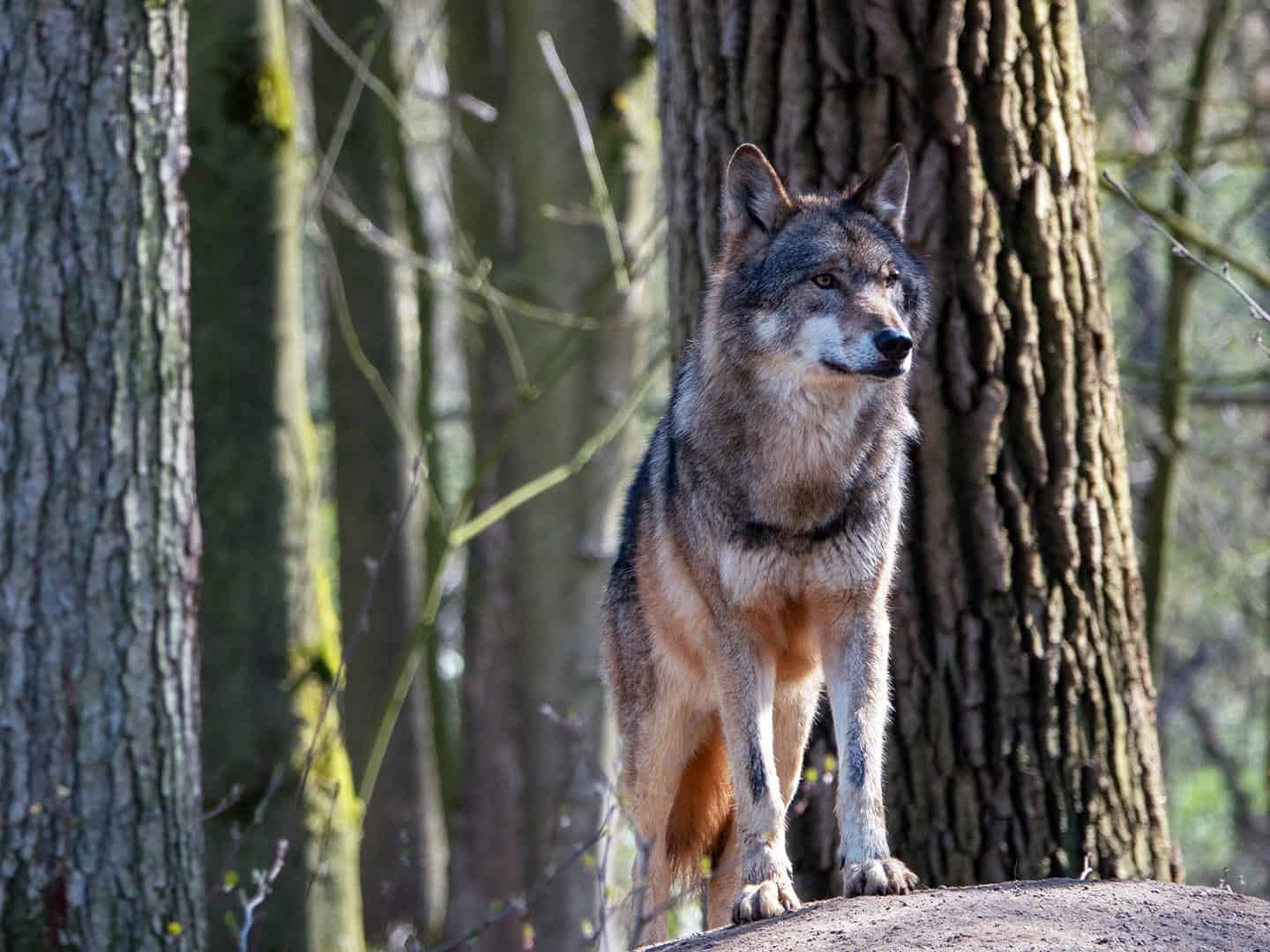 Wolf, (Canis lupus)