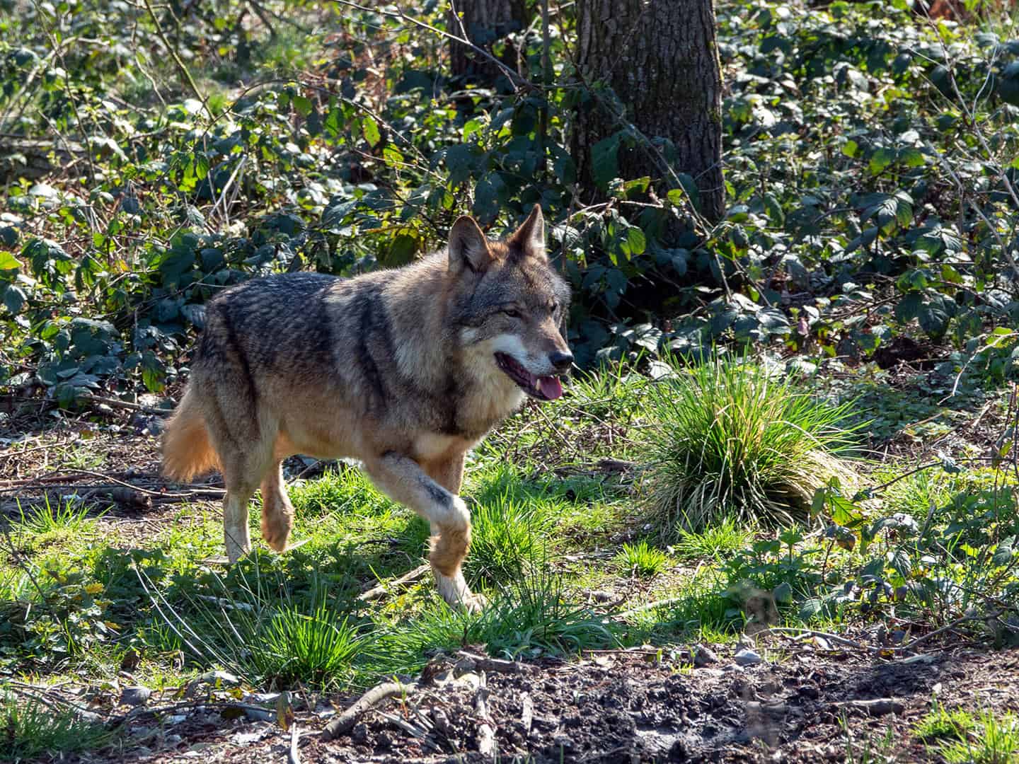 Wolf, (Canis lupus)