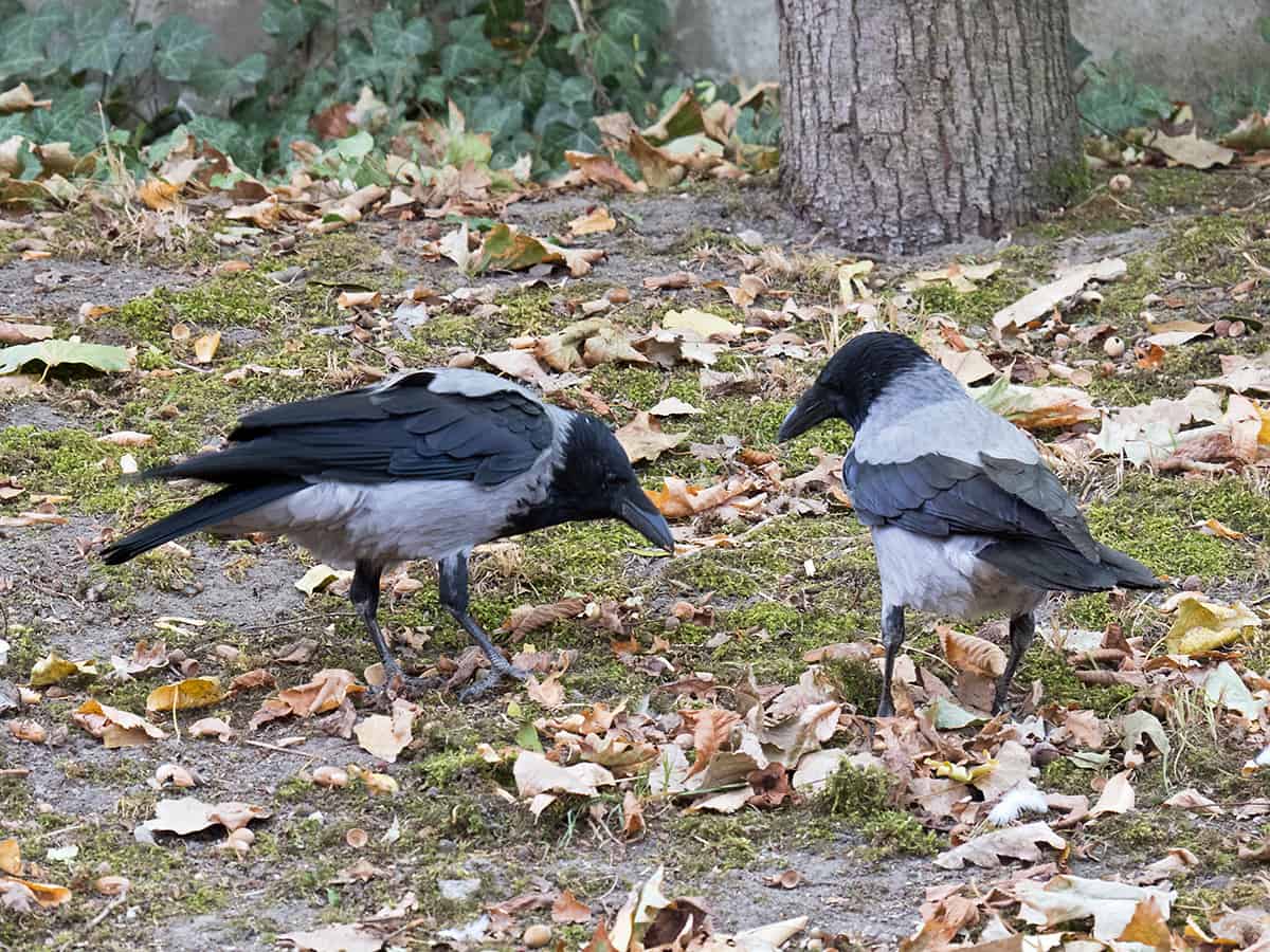 Bonte kraai (Corvus cornix)