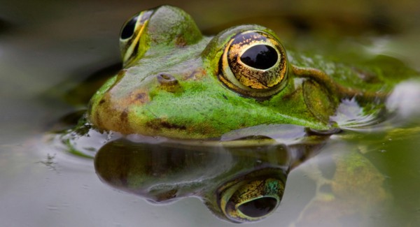 Macrofotografie In De Natuur.