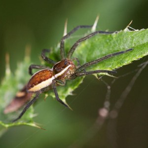 Kraamwebspin (Pisauridae sp)