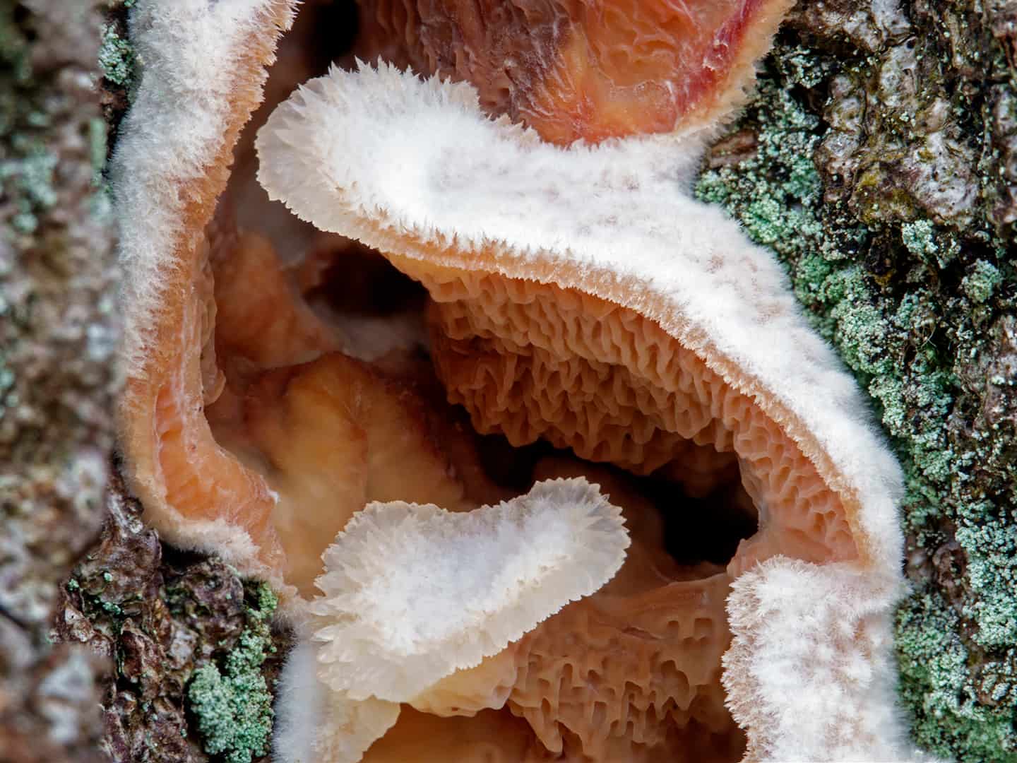 Spekzwoerdzwam (Phlebia tremellosa)
