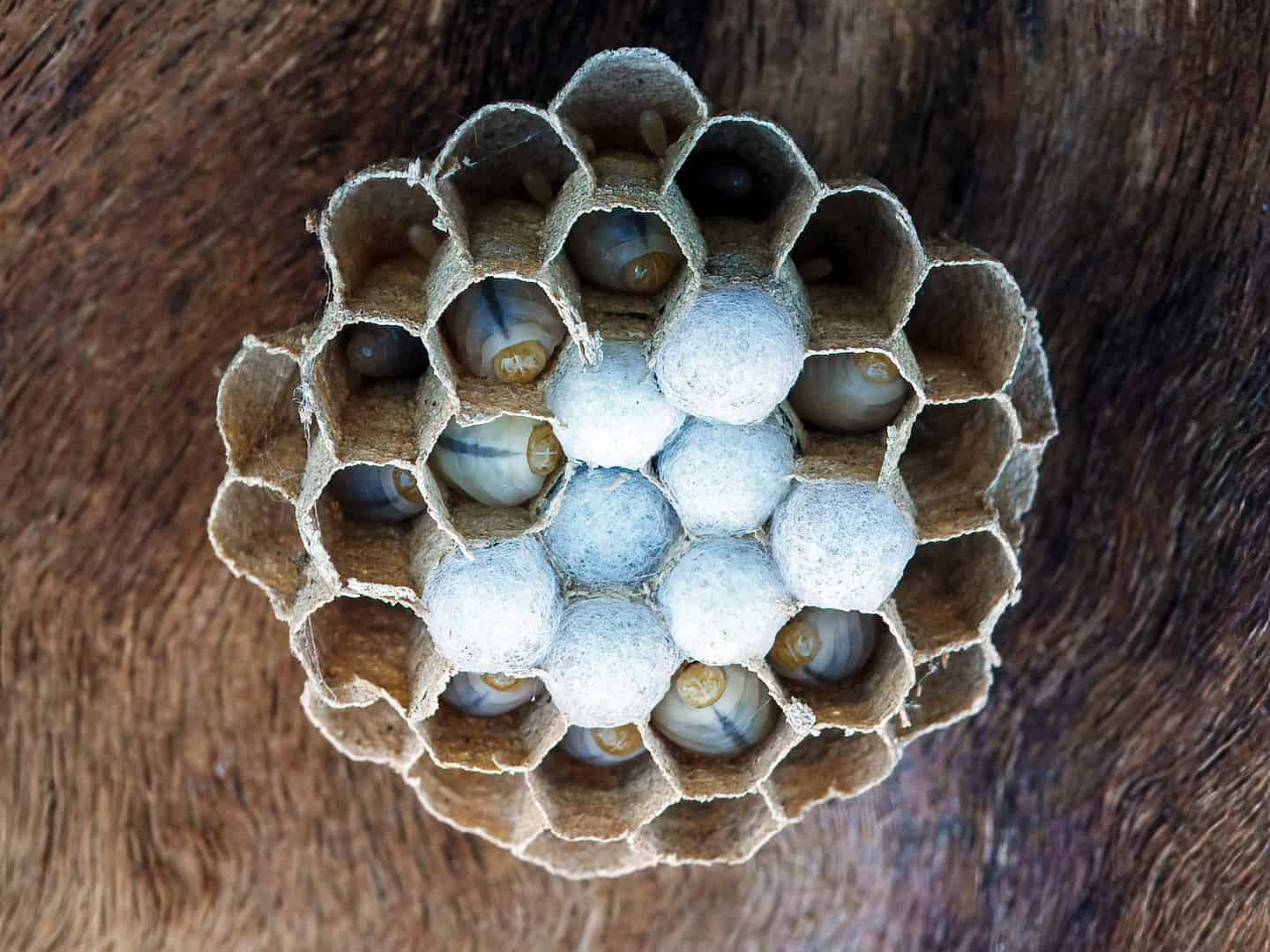 Hoornaar, (Vespa crabro) nest met eitjes, larven en poppen