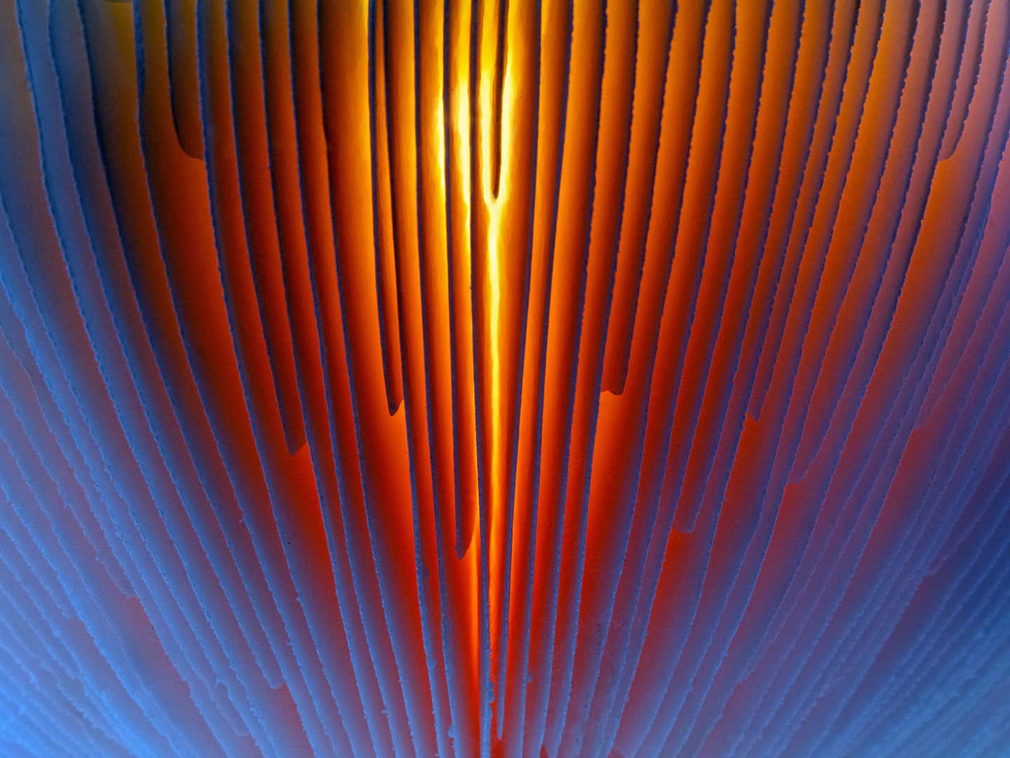 Onderkant van een vliegenzwam met de zon erachter. Categorie abstract.