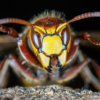 Na enkele foto's met flitslicht kreeg deze hoornaar aardig de pest in en spreidde dreigend zijn voorpoten en kaken.