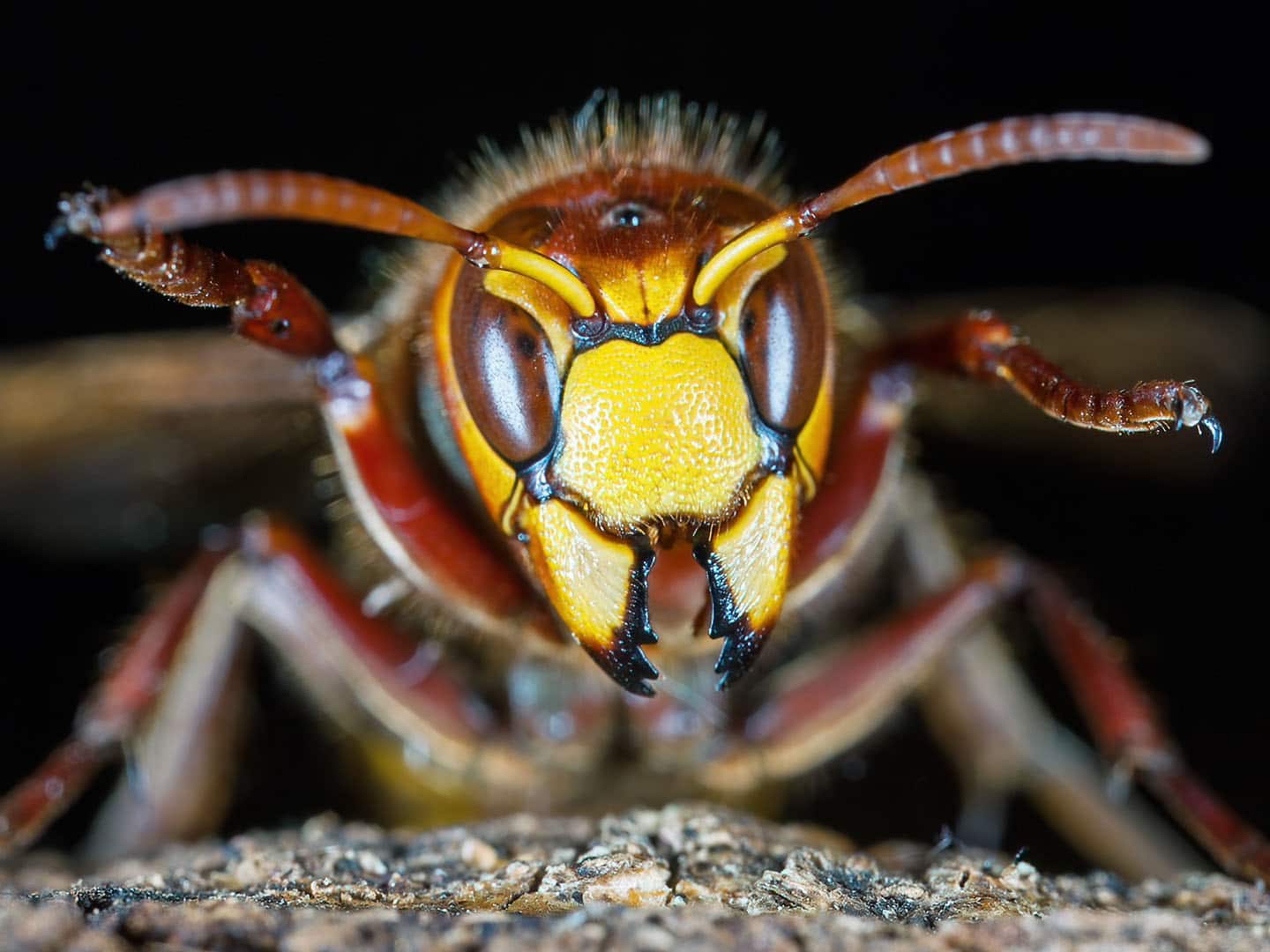 Na enkele foto's met flitslicht kreeg deze hoornaar aardig de pest in en spreidde dreigend zijn voorpoten en kaken.