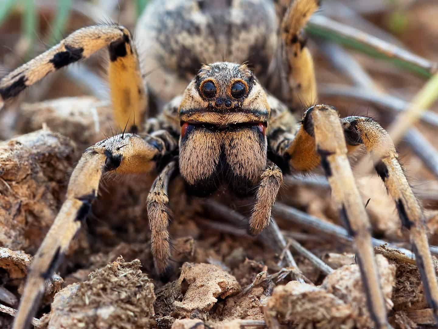 Ook deze Europese tarantula kijkt me hier met meerdere ogen aan.
