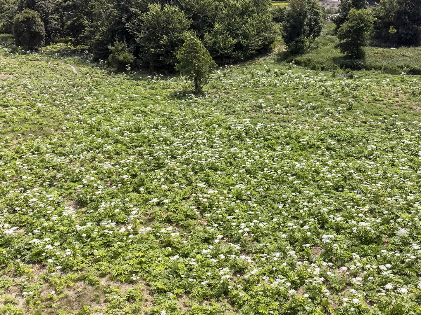 Drone foto van een deel van het veld.