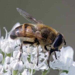 De blinde bij is geen bij maar een zweefvlieg, vliegen hebben kleinere antennes dan bijen.