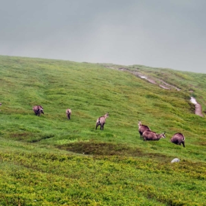 Als de mist even verwaaid sta je plotseling oog in oog met 10 gemzen.