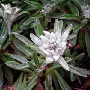 Edelweiss