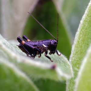 Bergbramensprinkhaan (Pholidoptera aptera)