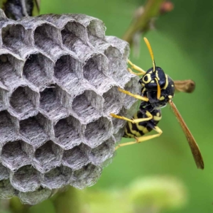 Cryptische veldwesp (Polistes gallicus)