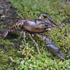 Gevlekte Amerikaanse rivierkreeft (Orconectus limosus)