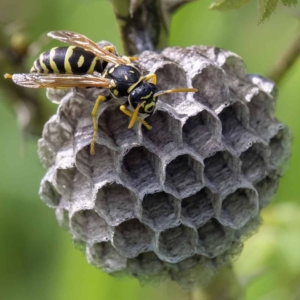 Cryptische veldwesp (Polistes gallicus)