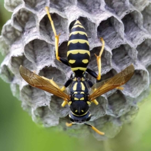 Cryptische veldwesp (Polistes gallicus)