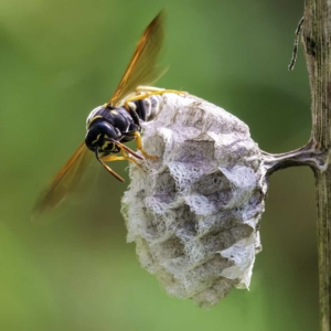 Groefkopveldwesp (Polistes nimpha)