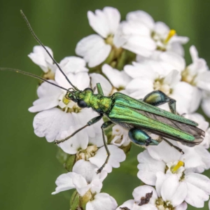 Fraaie schijnboktor (Oedemera nobilis)