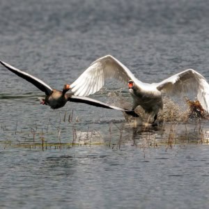 Grauwe gans kwam te dicht bij het nest van de knobbelezwaan