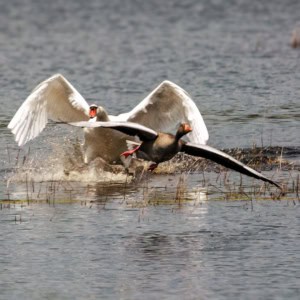 Grauwe gans kwam te dicht bij het nest van de knobbelezwaan