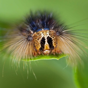 Rups van de plakker