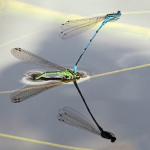 zuurwaterjuffer (Coenagrion puella