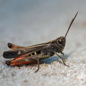 Zwart Wekkertje (Omocestus rufipes)