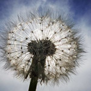 Paardenbloem pluisbol