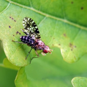 Trypetoptera punctulata