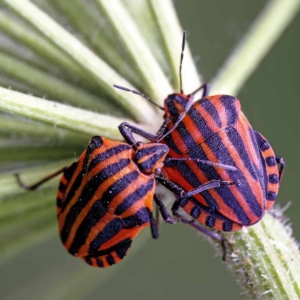 Pyjamaschildwants (Graphosoma lineatum)