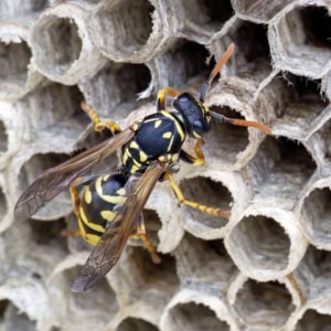 Franse veldwesp (Polistes dominulus)