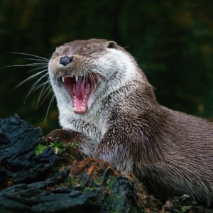 Otter