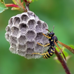 Groefkopveldwesp (Polistes nimpha)