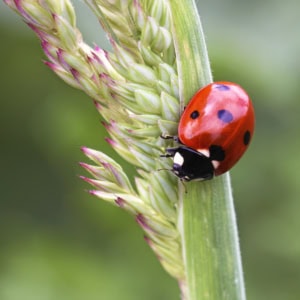 Zevenstippelig LH beestje (Coccinella septempunctata)