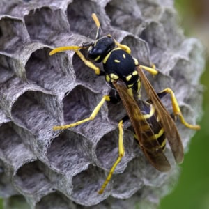 Cryptische veldwesp (Polistes gallicus)